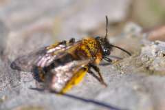 Euandrena bicolor